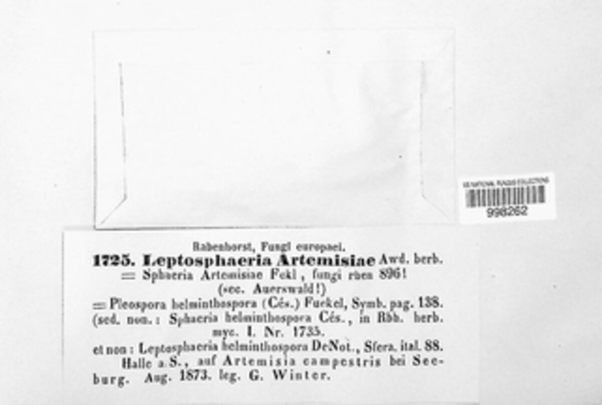 Leptosphaeria artemisiae image